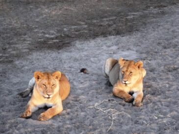 Two perfectly harmless-looking female lions, not. (Lynn R. Blamires, Special to the Daily Herald)
